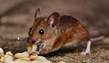 24 Hour & Emergency Exterminators in Lamberton, MN